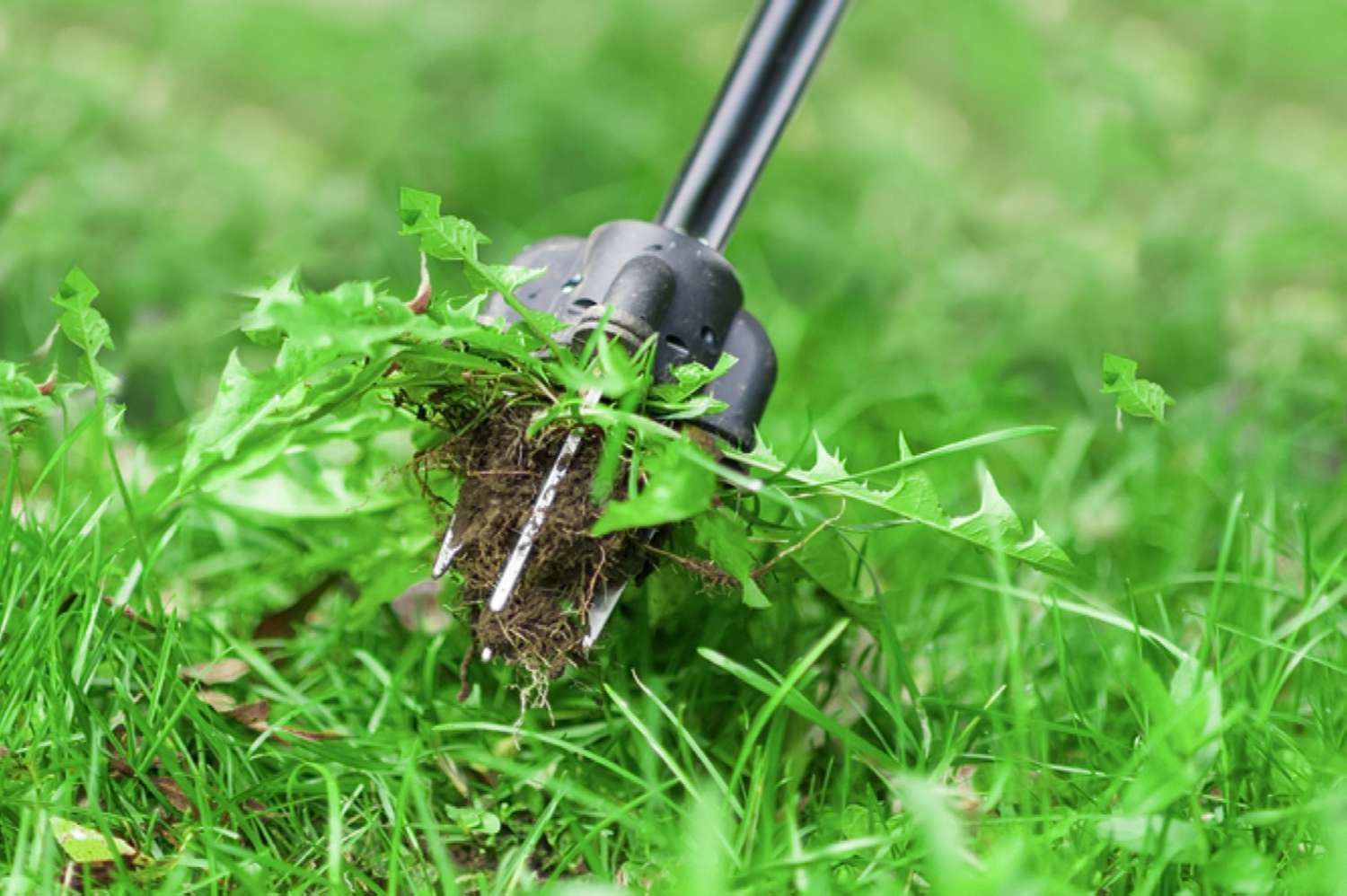 Neighborhood Friendly Hours for Lawn Care Melbourne